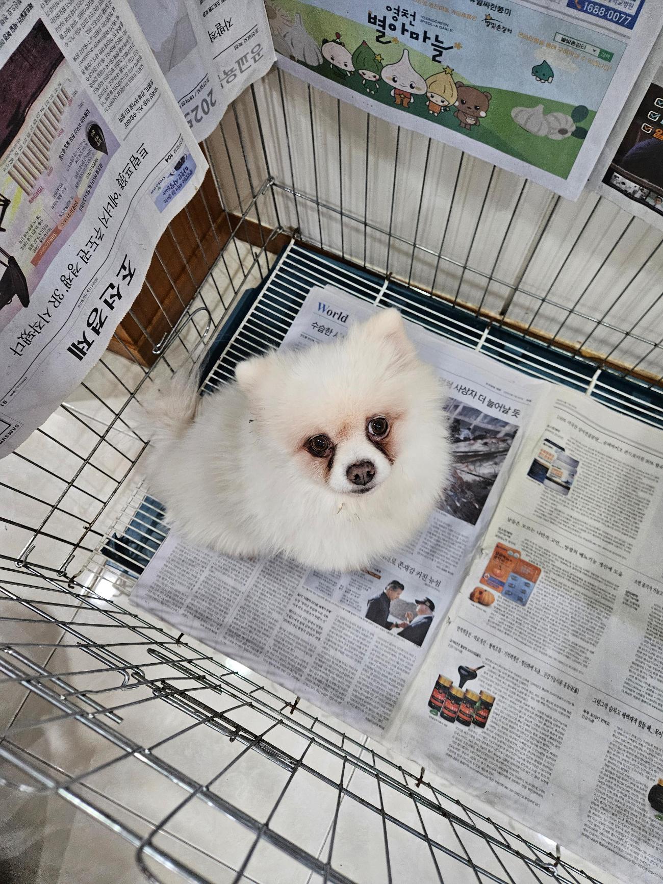 종료(반환) 포메라…